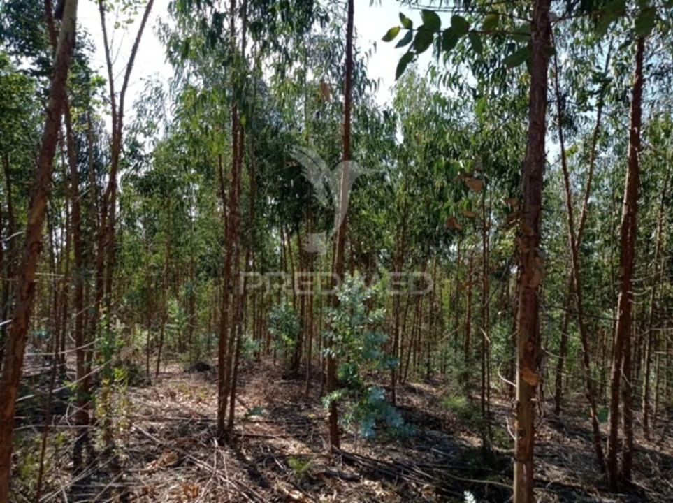 Terreno para Venda em Margem Foto 6