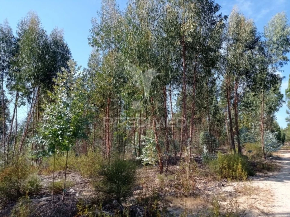 Terreno para Venda em Margem Foto 4