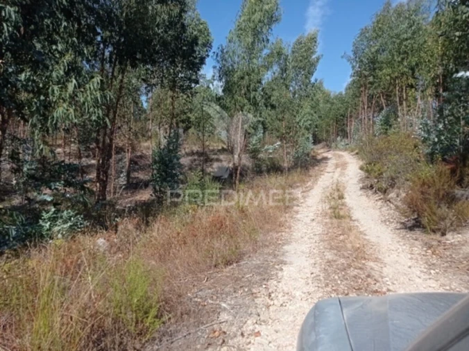 Terreno para Venda em Margem Foto 3