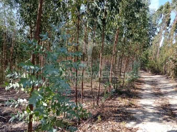 Terreno para Venda em Margem Foto 7