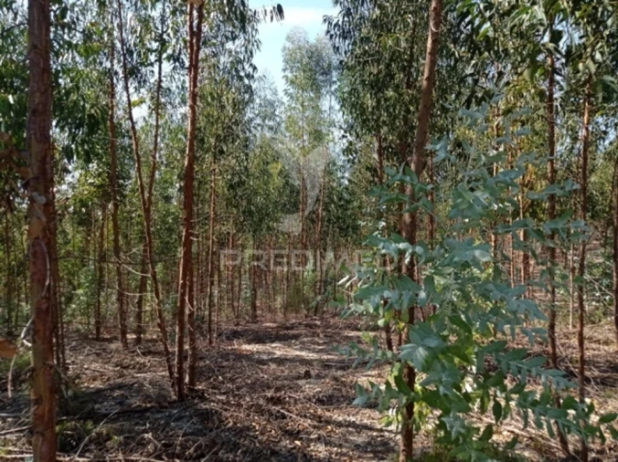 Terreno para Venda em Margem Foto 5