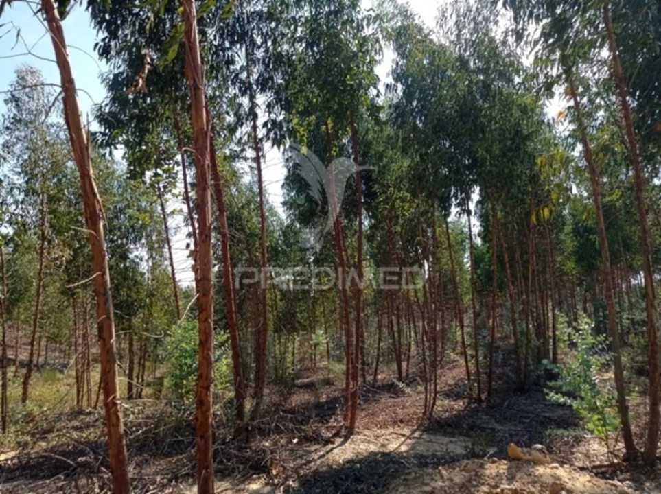 Terreno para Venda em Margem Foto 9