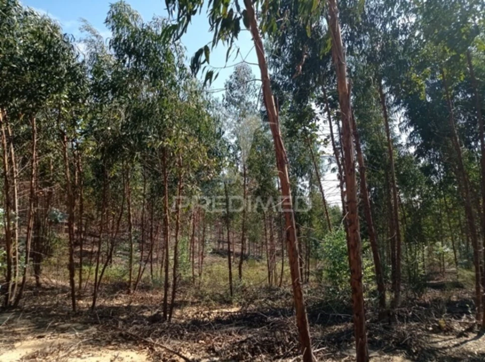 Terreno para Venda em Margem Foto 8