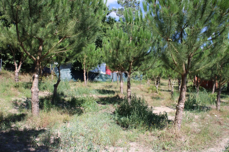 Terreno para Venda em Santiago de Cassurrães e Póvoa de Cervães Foto 18