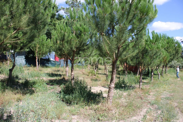 Terreno para Venda em Santiago de Cassurrães e Póvoa de Cervães Foto 22
