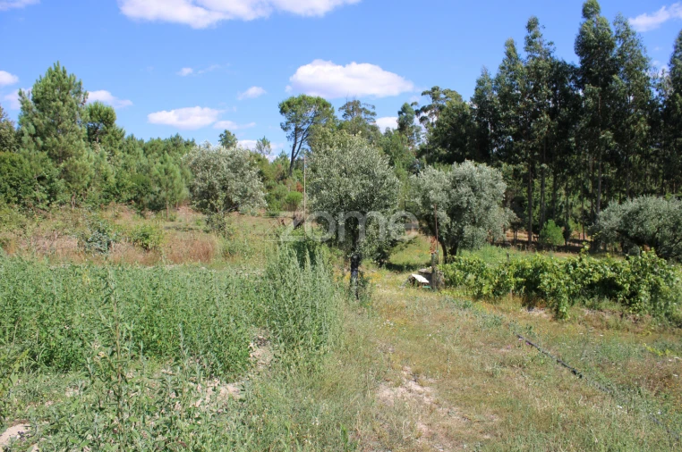 Terreno para Venda em Santiago de Cassurrães e Póvoa de Cervães Foto 25