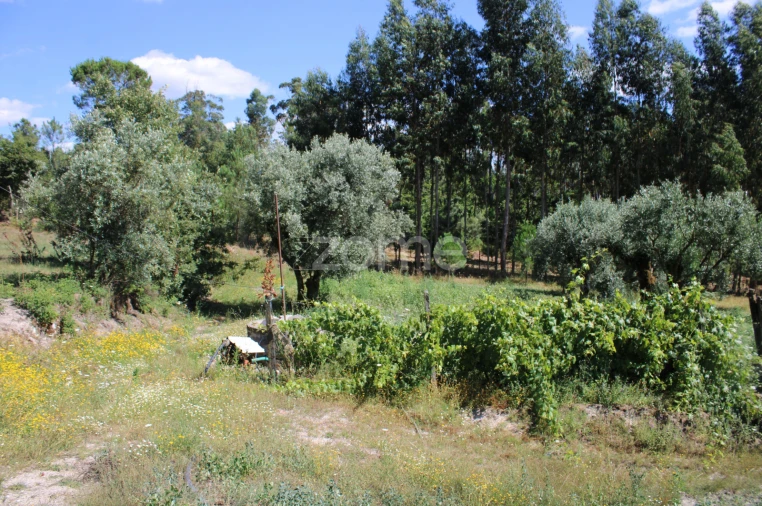 Terreno para Venda em Santiago de Cassurrães e Póvoa de Cervães Foto 26