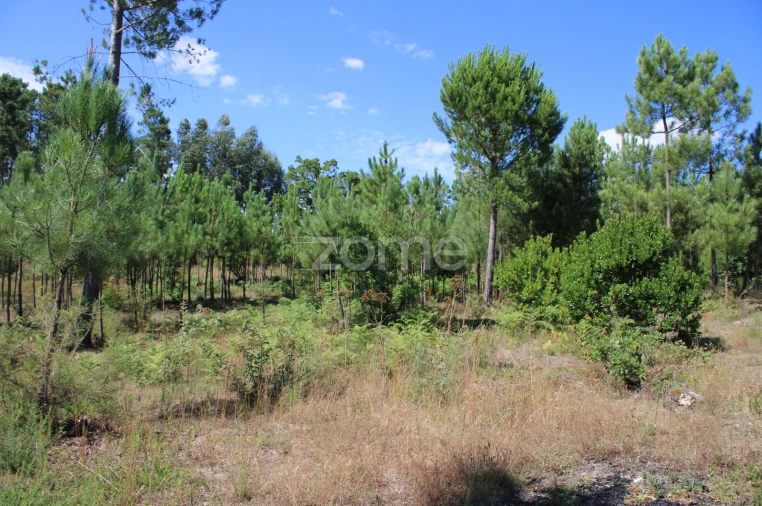 Terreno para Venda em Santiago de Cassurrães e Póvoa de Cervães Foto 12