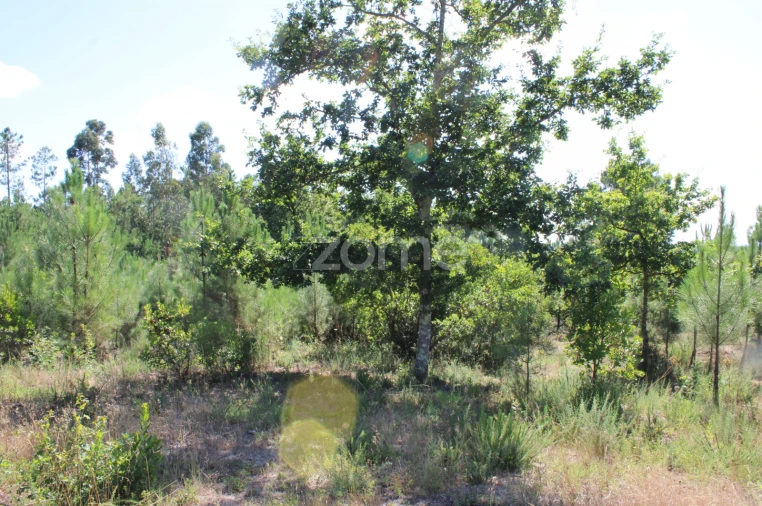 Terreno para Venda em Santiago de Cassurrães e Póvoa de Cervães Foto 14