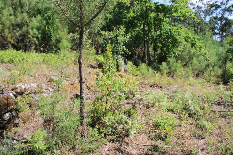 Terreno para Venda em Santiago de Cassurrães e Póvoa de Cervães Foto 1