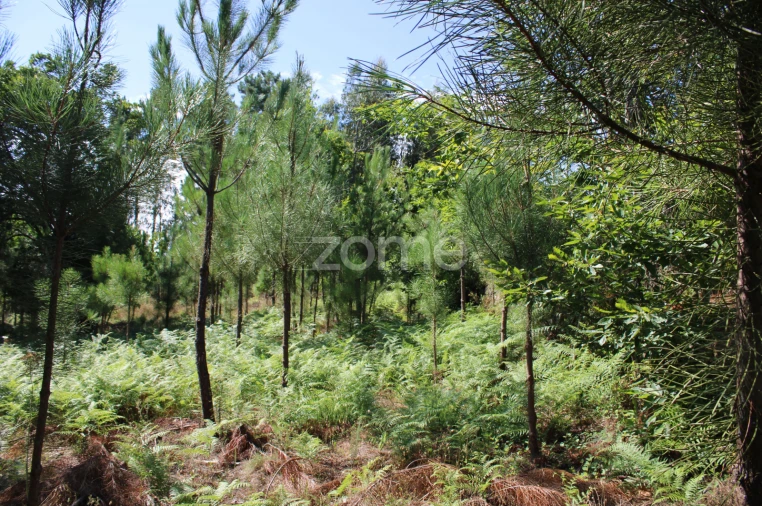 Terreno para Venda em Santiago de Cassurrães e Póvoa de Cervães Foto 19