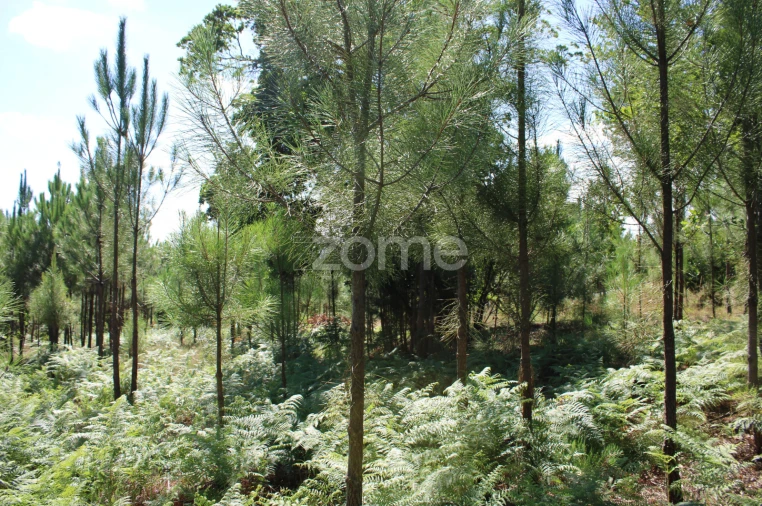 Terreno para Venda em Santiago de Cassurrães e Póvoa de Cervães Foto 15