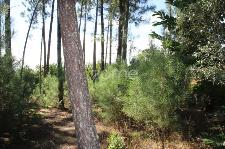 Terreno para Venda em Santiago de Cassurrães e Póvoa de Cervães Foto 2