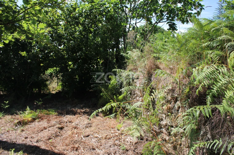 Terreno para Venda em Santiago de Cassurrães e Póvoa de Cervães Foto 6