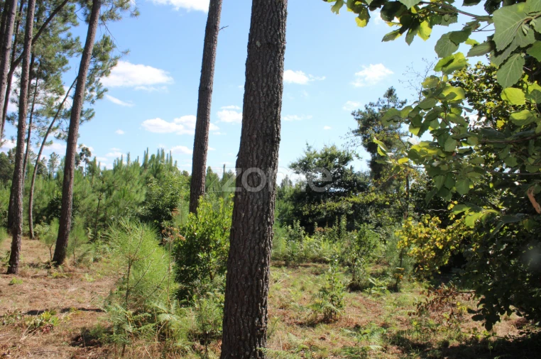 Terreno para Venda em Santiago de Cassurrães e Póvoa de Cervães Foto 9