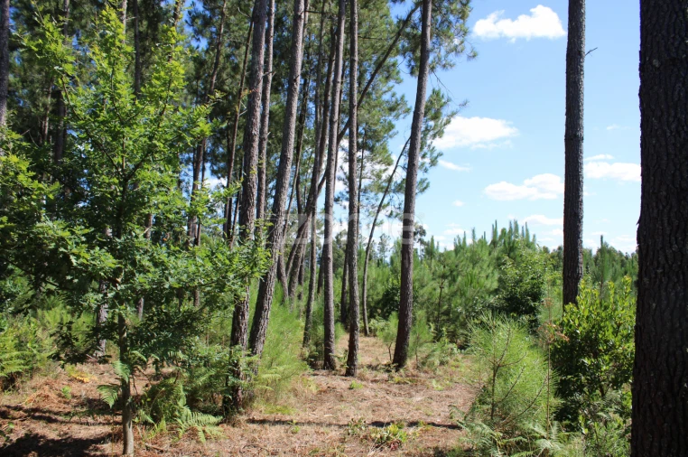 Terreno para Venda em Santiago de Cassurrães e Póvoa de Cervães Foto 3
