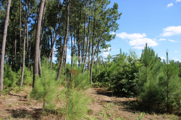 Terreno para Venda em Santiago de Cassurrães e Póvoa de Cervães Foto 10