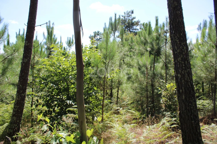 Terreno para Venda em Santiago de Cassurrães e Póvoa de Cervães Foto 13