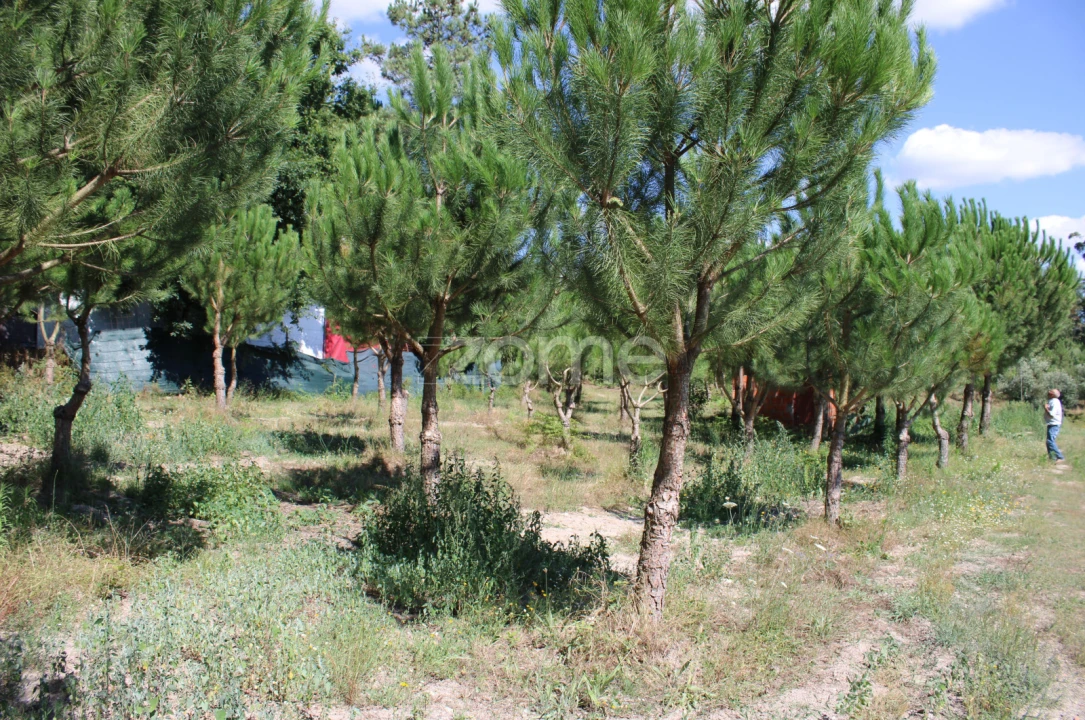Terreno para Venda em Santiago de Cassurrães e Póvoa de Cervães Foto 23