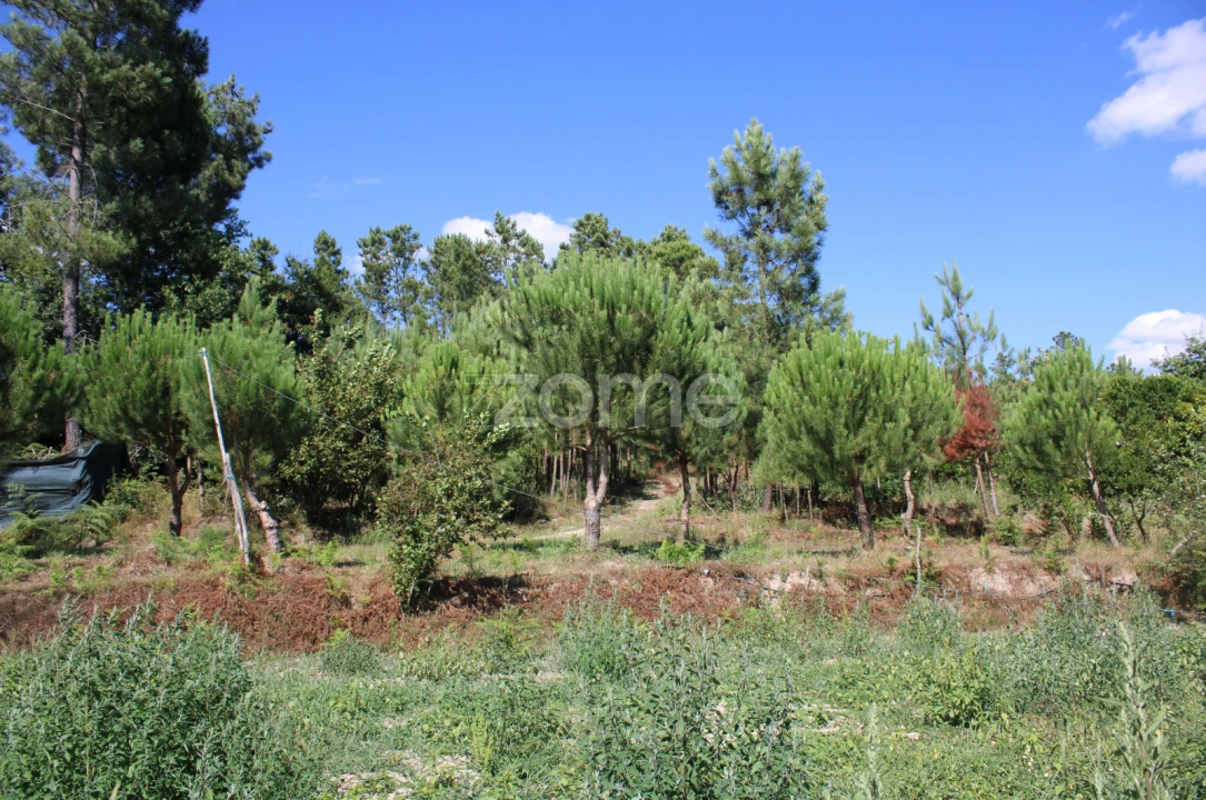 Terreno para Venda em Santiago de Cassurrães e Póvoa de Cervães Foto 22