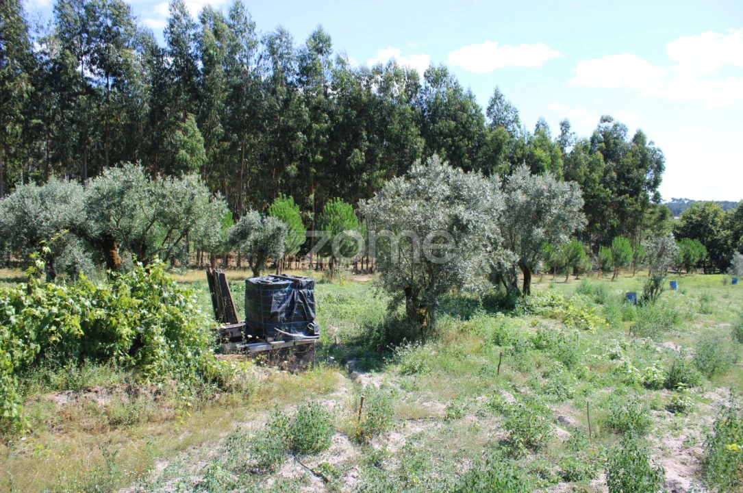 Terreno para Venda em Santiago de Cassurrães e Póvoa de Cervães Foto 28