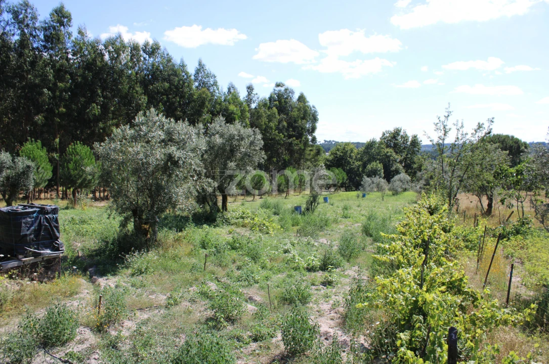 Terreno para Venda em Santiago de Cassurrães e Póvoa de Cervães Foto 27