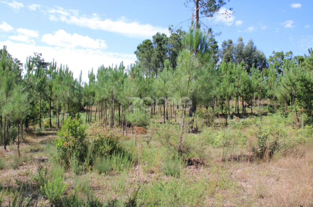 Terreno para Venda em Santiago de Cassurrães e Póvoa de Cervães Foto 11