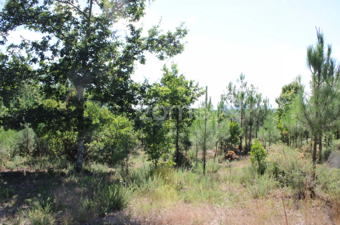 Terreno para Venda em Santiago de Cassurrães e Póvoa de Cervães Foto 17