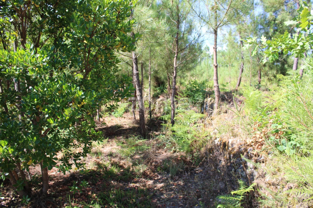 Terreno para Venda em Santiago de Cassurrães e Póvoa de Cervães Foto 18