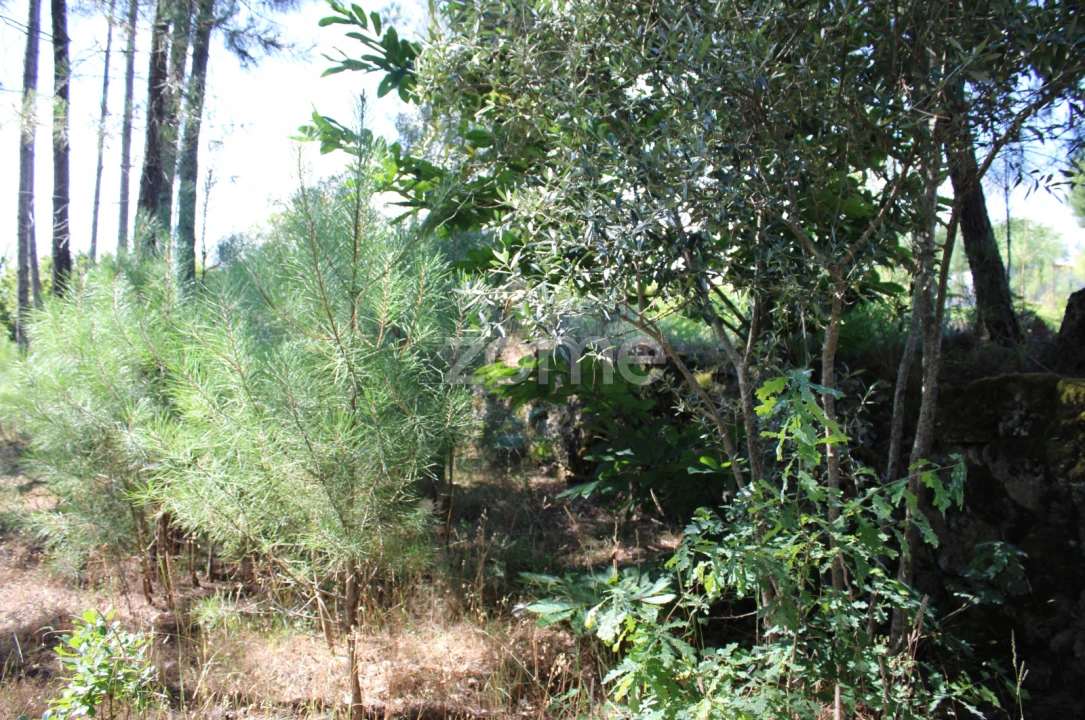 Terreno para Venda em Santiago de Cassurrães e Póvoa de Cervães Foto 4