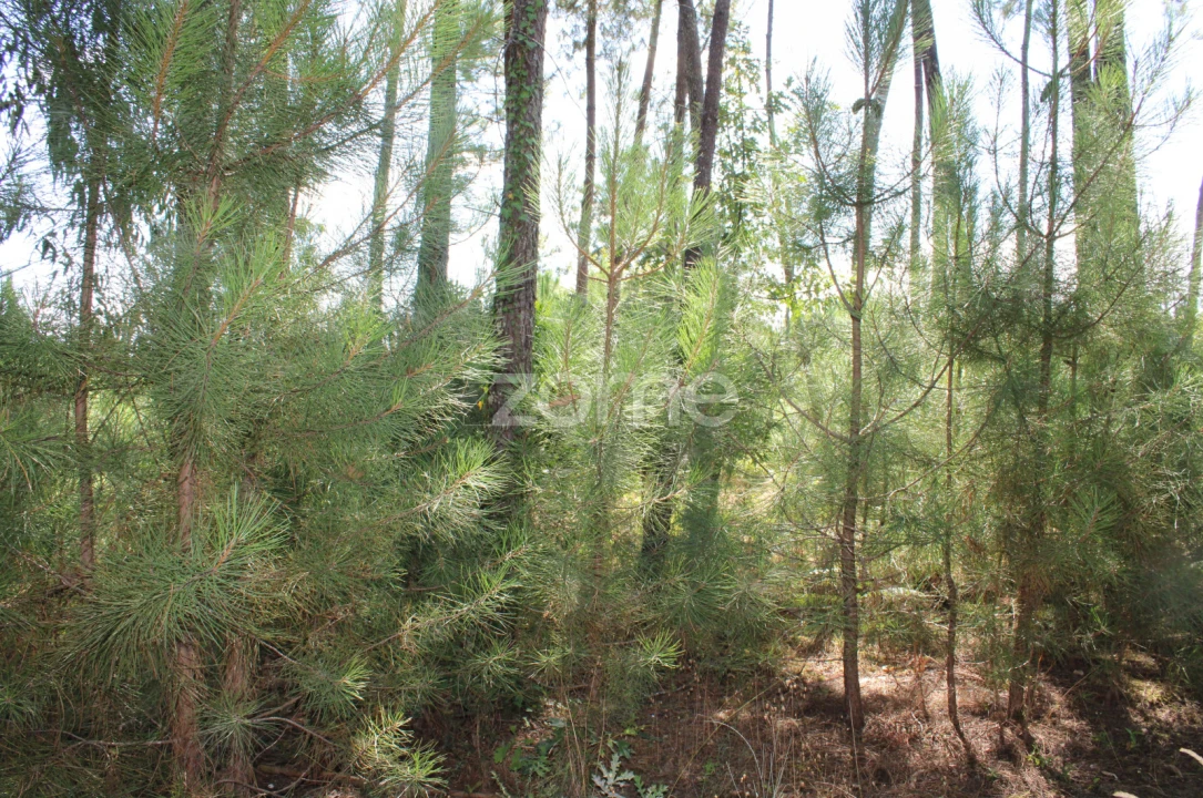 Terreno para Venda em Santiago de Cassurrães e Póvoa de Cervães Foto 5
