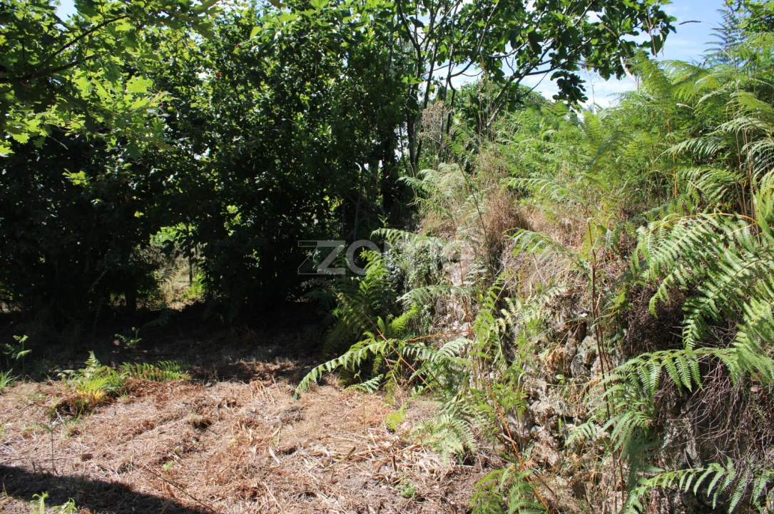 Terreno para Venda em Santiago de Cassurrães e Póvoa de Cervães Foto 6