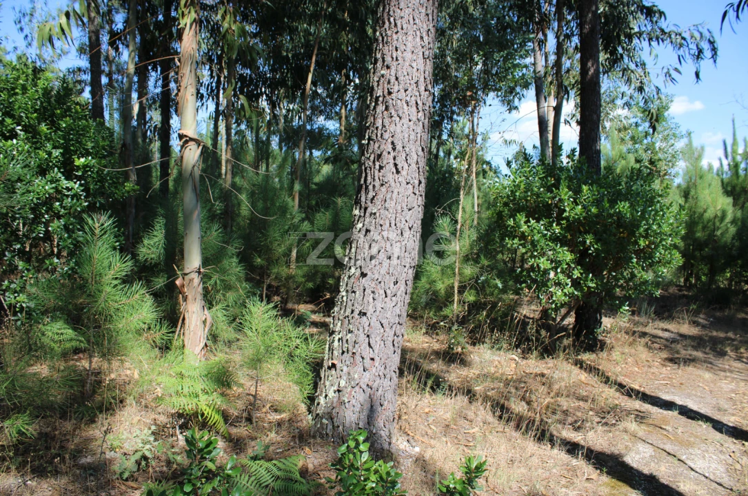 Terreno para Venda em Santiago de Cassurrães e Póvoa de Cervães Foto 7