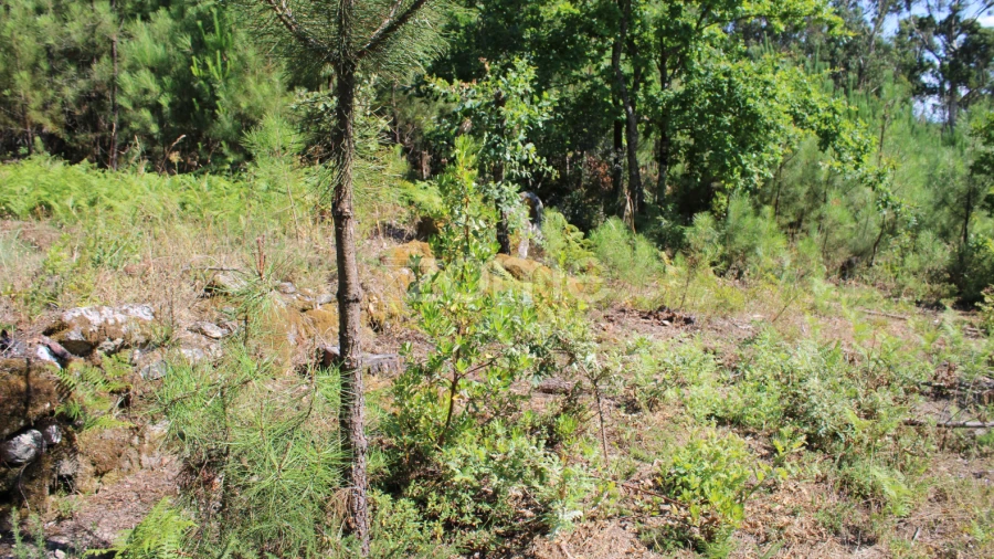 Terreno para Venda em Santiago de Cassurrães e Póvoa de Cervães