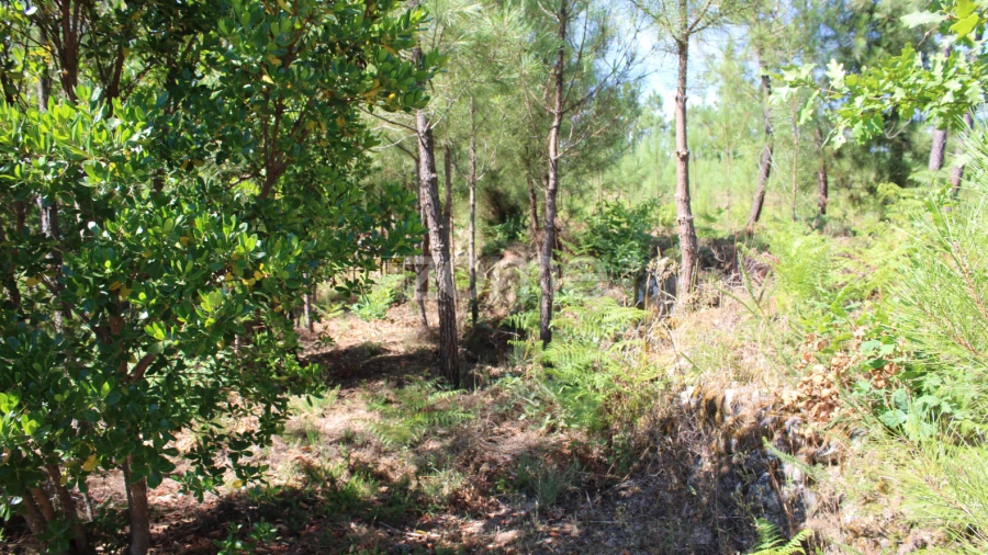 Terreno para Venda em Santiago de Cassurrães e Póvoa de Cervães