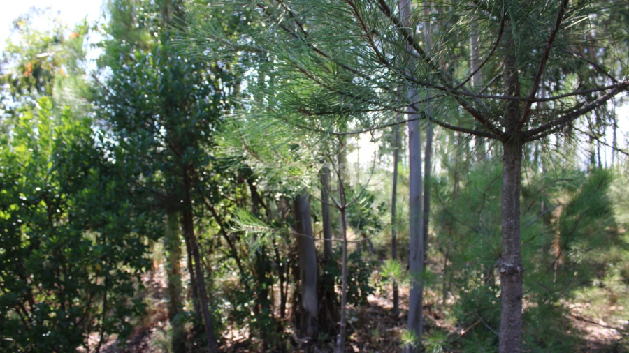 Terreno para Venda em Santiago de Cassurrães e Póvoa de Cervães