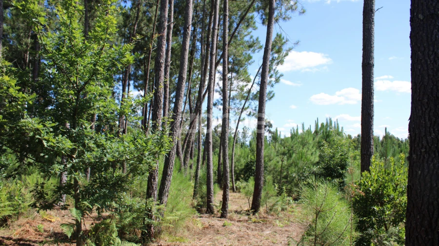 Terreno para Venda em Santiago de Cassurrães e Póvoa de Cervães