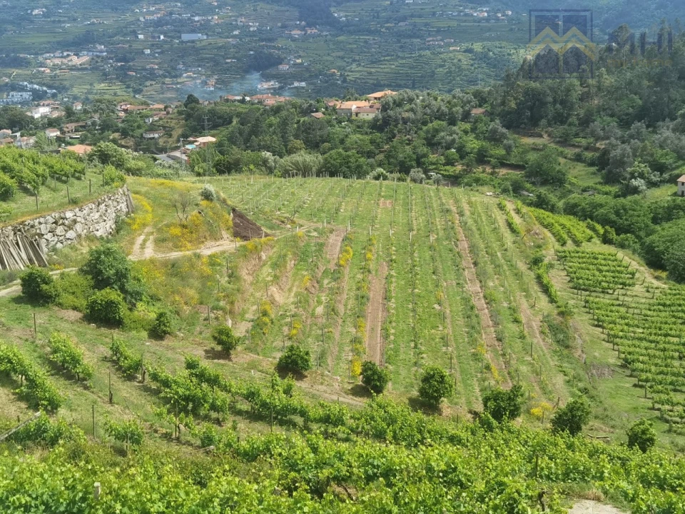 Quinta T11 para Venda em Santa Cruz do Douro e São Tomé de Covelas Foto 2