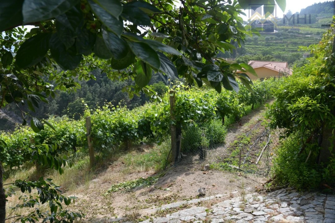 Quinta T11 para Venda em Santa Cruz do Douro e São Tomé de Covelas Foto 3