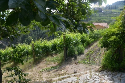 Quinta T11 para Venda em Santa Cruz do Douro e São Tomé de Covelas