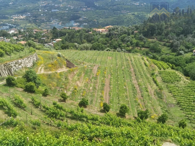 Quinta T11 para Venda em Santa Cruz do Douro e São Tomé de Covelas Foto 2