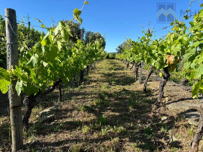 Quinta T6 para Venda em Nogueira e Ermida Foto 19