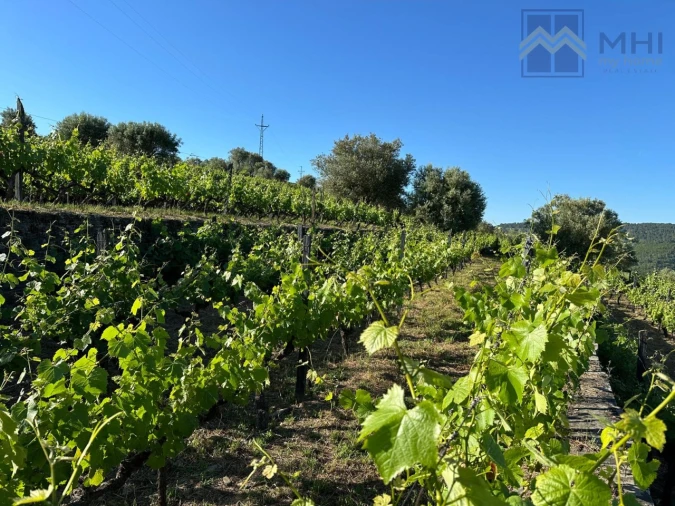 Quinta T6 para Venda em Nogueira e Ermida Foto 22