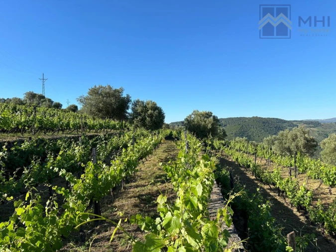 Quinta T6 para Venda em Nogueira e Ermida Foto 34