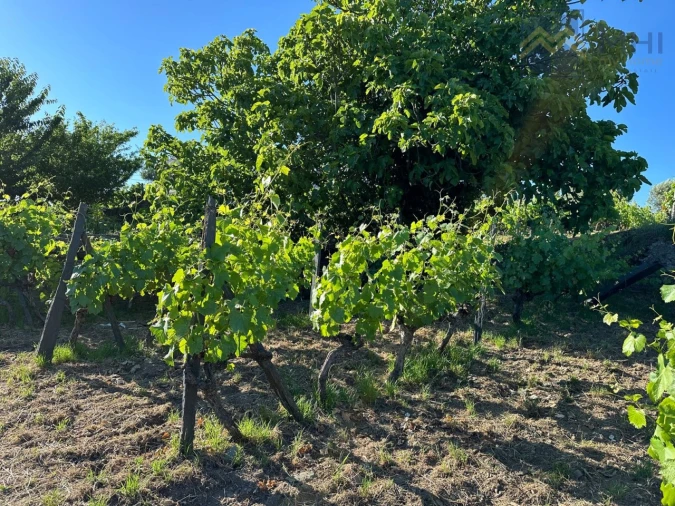 Quinta T6 para Venda em Nogueira e Ermida Foto 38