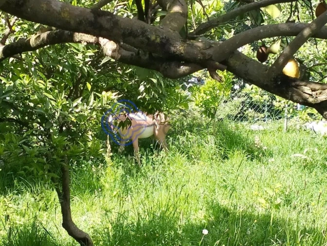 Quinta T3 para Venda em O. Azeméis, Riba-Ul, Ul, Macinhata Seixa, Madail Foto 33