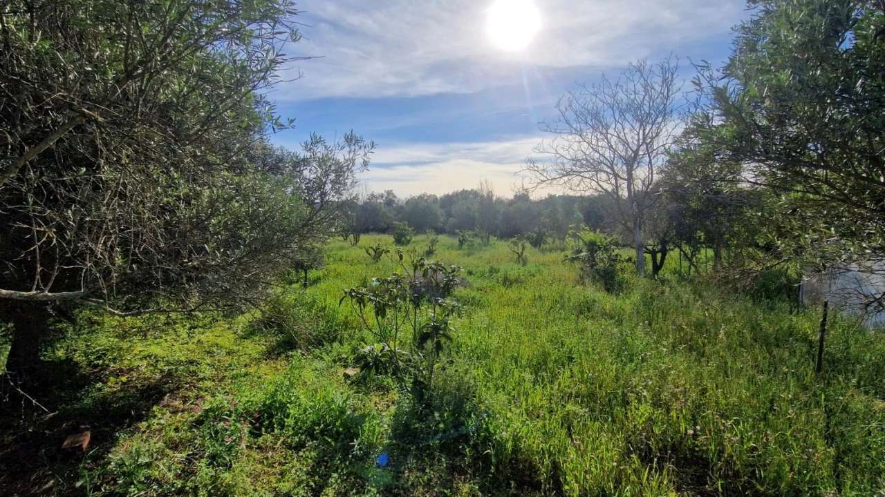 Terreno para Venda em Loule (São Clemente) Foto 8