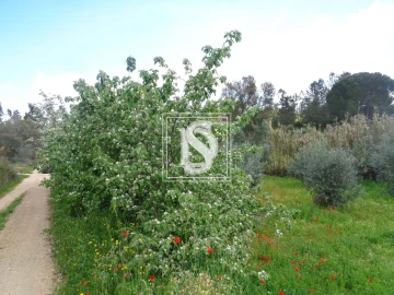 Terreno para Venda em São Pedro de Tomar