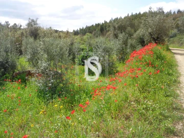Terreno para Venda em São Pedro de Tomar
