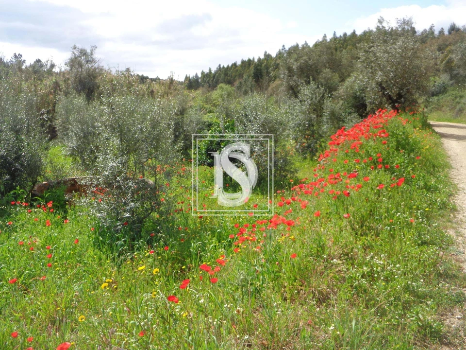 Terreno para Venda em São Pedro de Tomar Foto 1